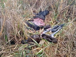 На Полтавщине убили и расчленили лося (фото 18+)