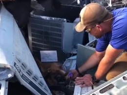 На Багамах через месяц после урагана под завалами нашли живую собаку: трогательное видео