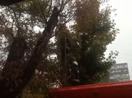 В Днепре чрезвычайники сняли с четырехметрового дерева кота