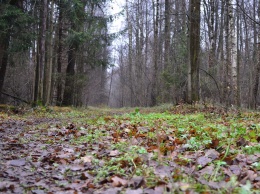 В лесу нашли тело пропавшей пенсионерки: подробности