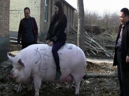 Пятачок подрос. В Китае выращивают свиней, которые весят больше полярных медведей