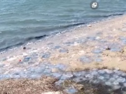 Берег, облепленный медузами, и древние тоннели - что нашли исследователи на берегу моря (видео)