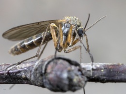 Генетические секреты малярийного паразита раскрыты