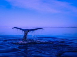 Ученые обнаружили новый вид китов