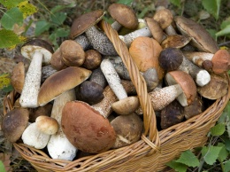 Как правильно собирать и готовить грибы, чтобы не отравиться?