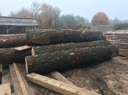 На Житомирщине обнаружили незаконно срезанную ценную древесину
