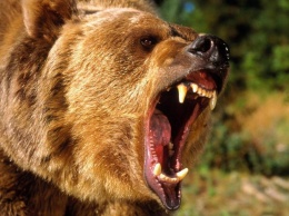 В Монголии медведь пробрался в юрту и разорвал мужчину с ребенком
