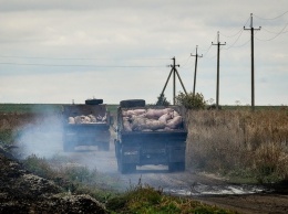 На ликвидацию последствий вспышки АЧС из бюджета Запорожской области выделили 195 тысяч гривен,