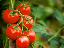 Употребление помидоров может повысить качество сперматозоидов на 50%