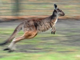 В Австралии кенгуру напало на парашютиста