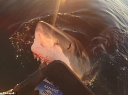 Грызла металл и прыгала: в Австралии рыбак снял на видео нападение акулы