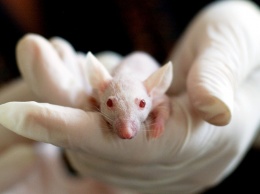 Ученые выявили мутации в митохондриях, вызывающие раннее старение мышей