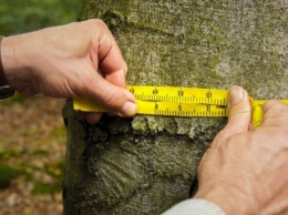 Легкие города: волонтеры хотят пересчитать все уличные деревья Одессы