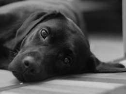 Собака в доме снижает риск смерти хозяина, - ученые