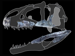 Открыт новый вид гигантского хищного динозавра