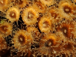 Биологи обнаружили воскресшие колонии кораллов в Средиземном море