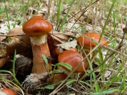 В Запорожской области семья попала в реанимацию с отравлением грибами