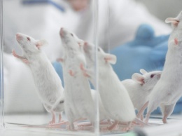 Японские ученые смогли оживить мертвый мозг мыши