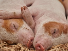 Ученые выяснили, что свиньи могут использовать орудия труда (видео)