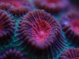 Кораллы впервые "восстали из мертвых"