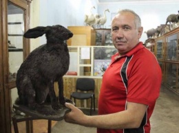 На Днепропетровщине количество зайцев уменьшилась на треть