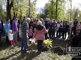 В криворожском парке высадили канадский церцис