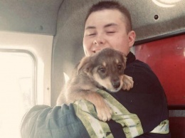 В Днепре спасатели достали щеночка из ямы и ищут ему дом