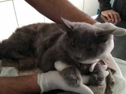 Ветеринары Днепра спасли кота, которого раздавил автомобиль