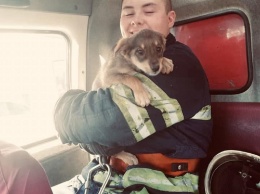 В Днепре спасатели освободили маленькую собаку