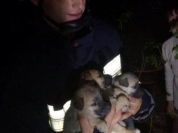 В Днепре спасатели освободили маленьких щенков с ловушки, - ФОТО