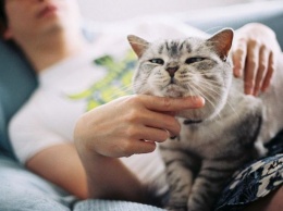 Специалисты перечислили самые спокойные породы кошек
