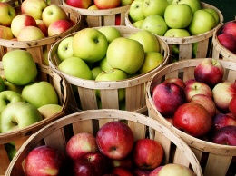 В Запорожской области выросли яблоки-гиганты (ФОТО)