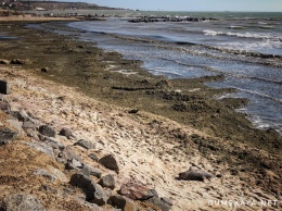 Гниющий пляж в Крыжановке: водоросли, вонь и мертвый дельфин