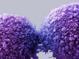 Ученые помогли иммунной системе найти раковые клетки