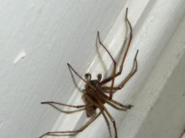 Приметы и суеверия: почему нельзя убивать пауков в доме