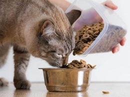 Специалисты рассказали, сколько раз в день надо кормить кошку