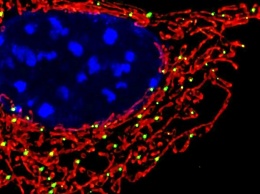 Митохондрии работают так же, как аккумуляторы электромобилей «Тесла»