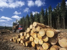 Лес в смартфоне: в Украине запустили онлайн-карту рубки деревьев