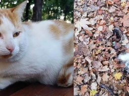 В Мирнограде неизвестные убивают бездомных кошек, уже известно о 6 убитых животных