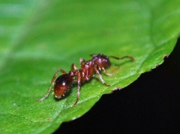 В Сахаре нашли самых быстрых в мире муравьев