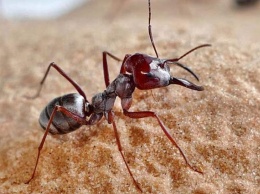 Ученые определили самого быстрого муравья