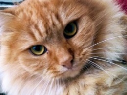 Онлайн-база потерянных животных в Днепре: пушистый рыжий кот и 4-месячный щенок ищут хозяев (ФОТО)