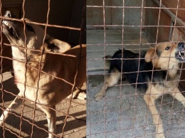 В Николаеве КП «Центр защиты животных» за неделю отловило 14 агрессивных бездомных собак