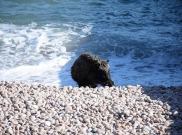 В Крыму на пляже заметили диких ''туристов''. Фото