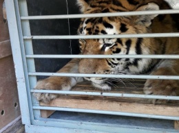 В Одесский зоопарк из Николаева доставили амурского тигра