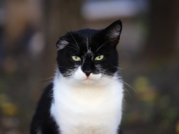 "Это Степа, уже год он на улице": фоторепортаж о жизни дворовых котов Запорожья