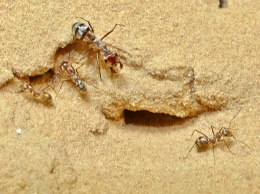 Обнаружен самый быстрый муравей