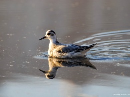 На озере Тельбин замечена редкая птица