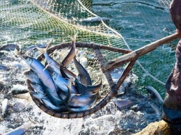 Россия заставляет Украину подписать протокол о вылове рыбы в Азовском море,- ВИДЕО