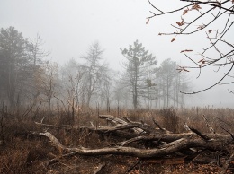 Мистическая красота туманной Хортицы (фото)